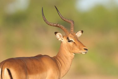 Doğal yaşam alanı içinde şirin Impala portresi