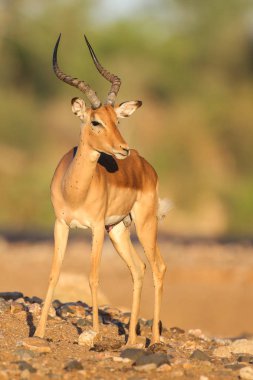 Doğal yaşam alanı içinde şirin Impala portresi