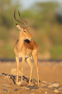 Doğal yaşam alanı içinde şirin Impala portresi