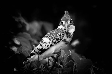 Alaca yalıçapkını, Ceryle Rudisi.