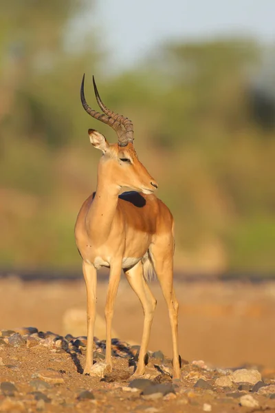 Portret Van Schattige Impala Natuurlijke Habitat — Stockfoto