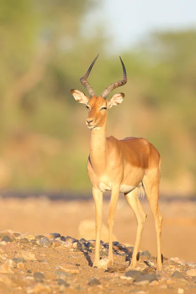 Retrato Impala Bonito Habitat Natural — Fotografia de Stock