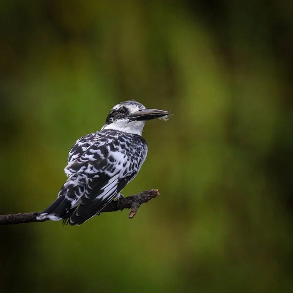 Pied Αλκυόνα Ceryle Rudis — Φωτογραφία Αρχείου