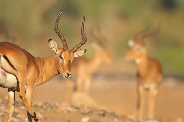 Impalas Mignons Dans Habitat Naturel — Photo