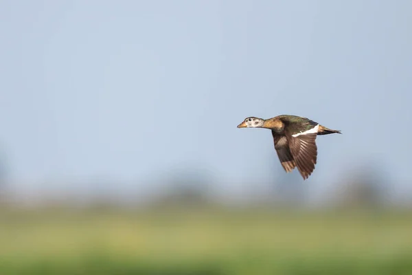 Pygmy goose flying over river