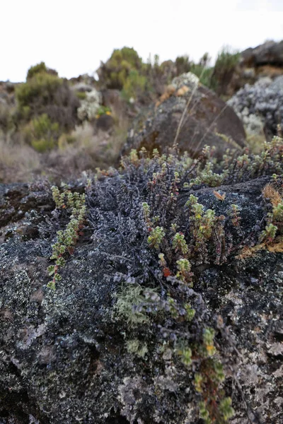 Kilimanjaro Dağı, Afrika doğası.