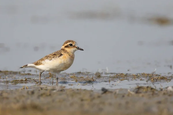 Крупним Планом Портрет Пісочник Малий Charadrius Alexandrinus — стокове фото