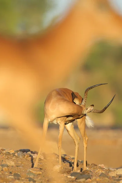Retrato Lindo Impala Hábitat Natural —  Fotos de Stock