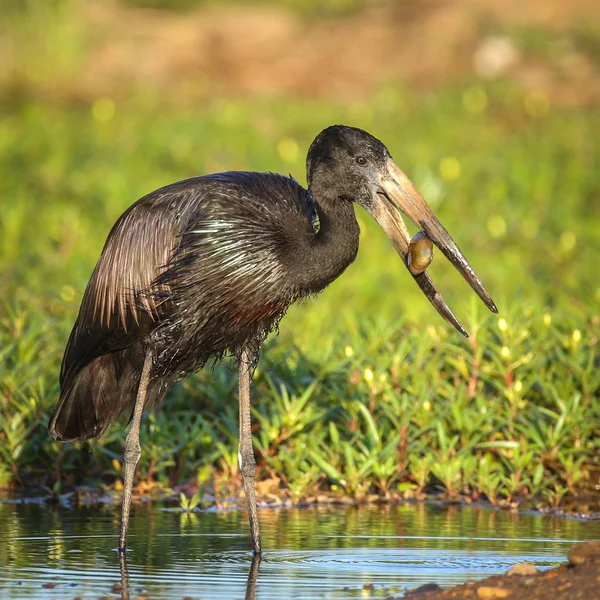 Afrikanischer Offenschnabel Storch Auf Muscheljagd Flachen Fluss — Stockfoto