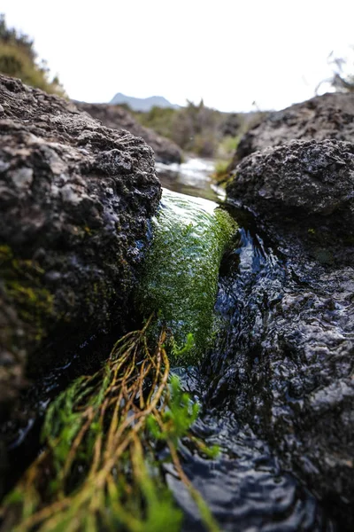 Podrobnosti Kilimandžáro Afrika — Stock fotografie