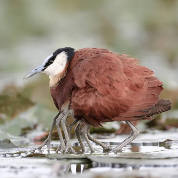 African jacana bird with chicks on swamp