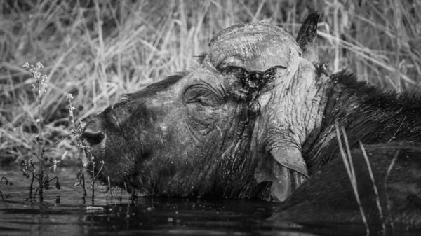 Cape Buffalo Bull Simning Floden — Stockfoto