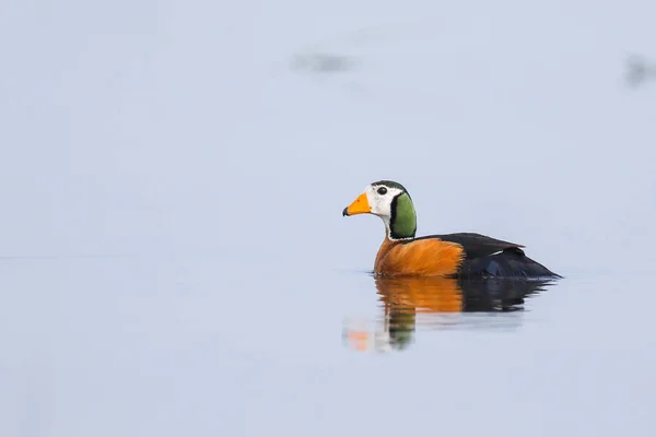 Pygmy goose swimming by calm river with reflection