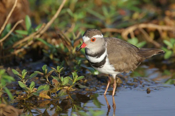 Trebanded Plover Habitat Naturale — Foto Stock