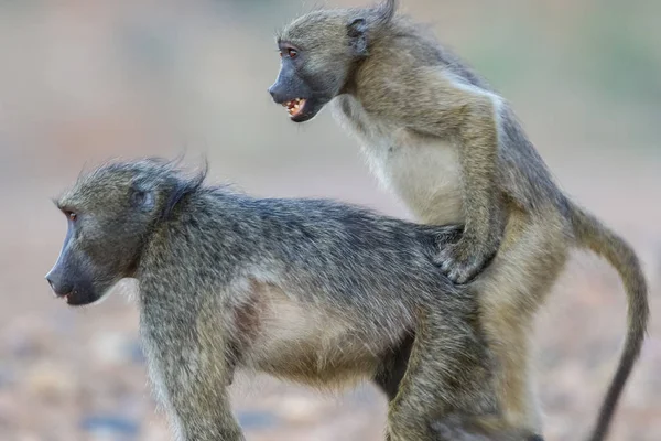 Macaco Com Bebê Nas Costas — Fotografia de Stock