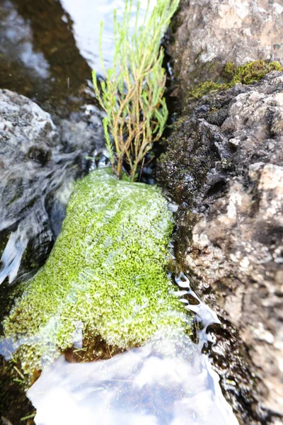 非洲基里马扎罗山的详细情况 — 图库照片