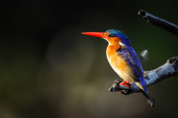 Malachite Kingfisher in natural habitat