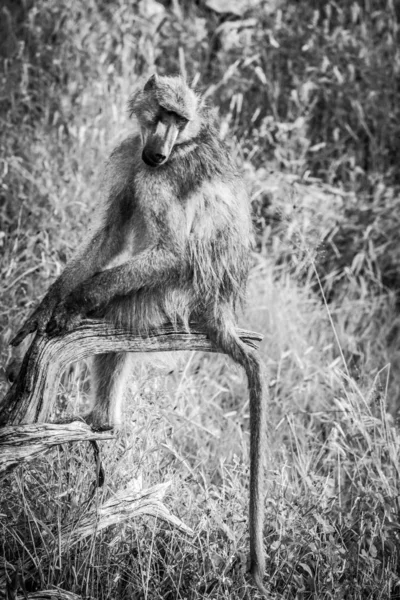 美丽的猴子在自然栖息地 — 图库照片