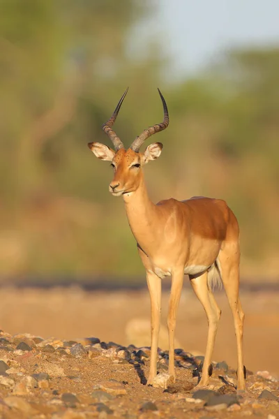 Portret Van Schattige Impala Natuurlijke Habitat — Stockfoto