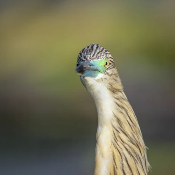 Ritratto Airone Grigio Habitat Naturale — Foto Stock