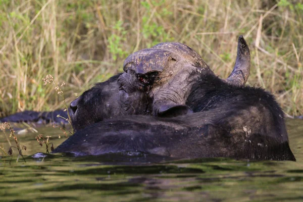 Toro Del Capo Bufalo Che Nuota Nel Fiume — Foto Stock