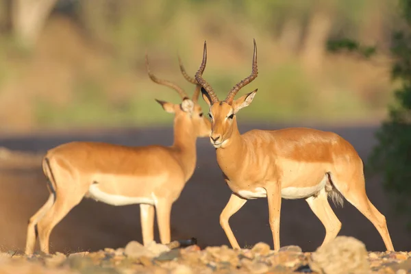 Lindos Impalas Hábitat Natural —  Fotos de Stock