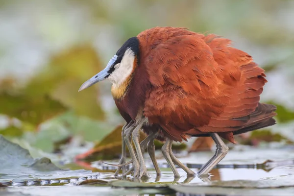 African jacana bird with chicks on swamp