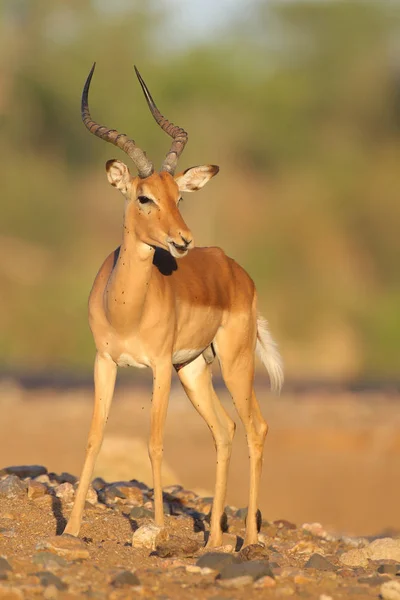 Πορτρέτο Του Χαριτωμένο Impala Στο Φυσικό Περιβάλλον — Φωτογραφία Αρχείου