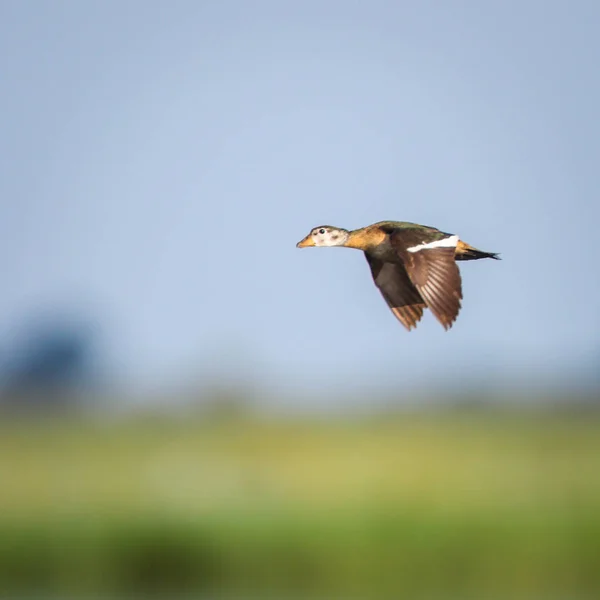 Pygmy goose flying over river