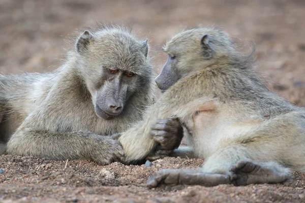 Monkeys Playing Together Natural Habitat — Stock Photo, Image