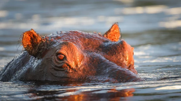 Porträtt Hippo Simning Floden — Stockfoto