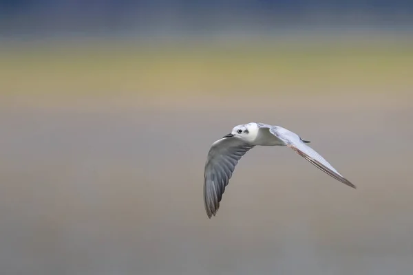 Pájaro Blanco Volando Sobre Pantano —  Fotos de Stock