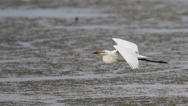 White bird flying above swamp