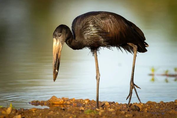Afrikanska Öppen Billed Stork Jakt För Musslor Grunt Flod — Stockfoto