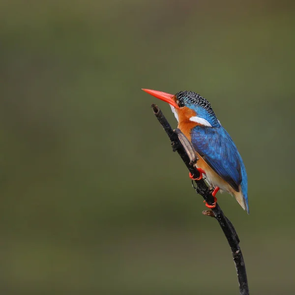 天然栖息地中的孔雀石翠鸟 — 图库照片