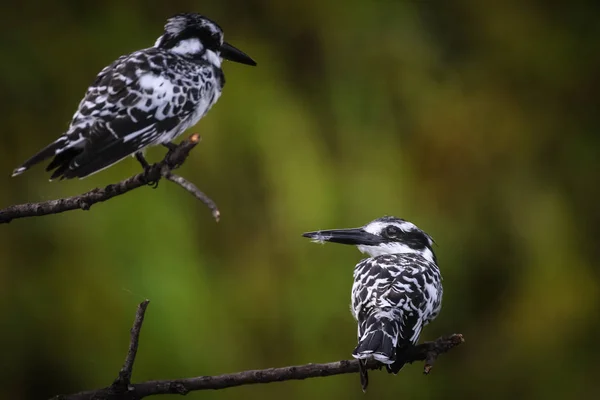 Martins Pêcheurs Ceryle Rudis — Photo