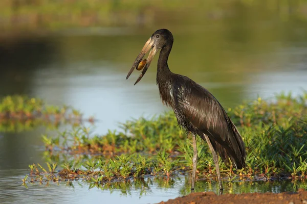 African Open Billed Stork Hunting Mussels Shallow River — Stock Photo, Image