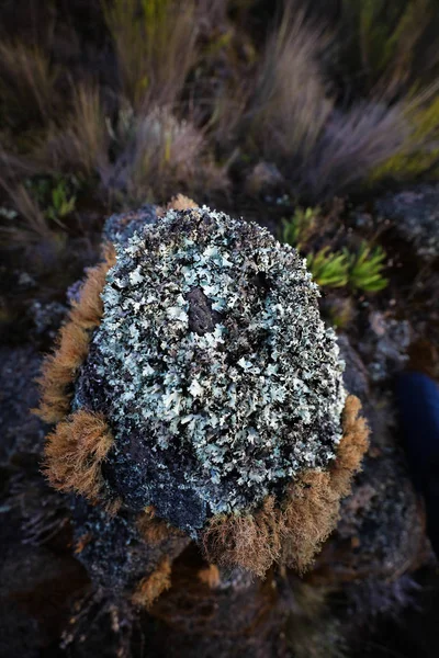 Nature Mont Kilimandjaro Afrique — Photo