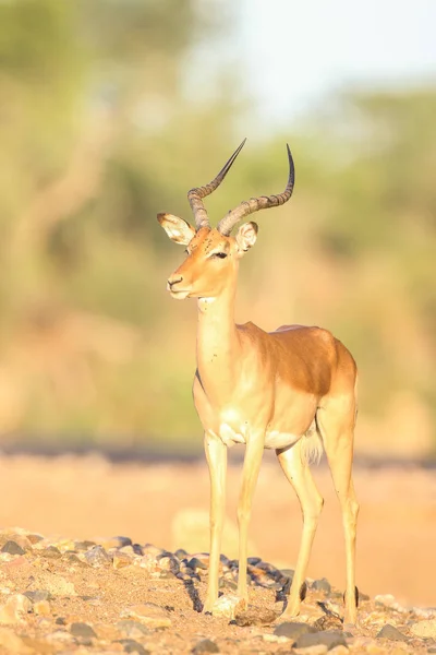 Retrato Impala Bonito Habitat Natural — Fotografia de Stock