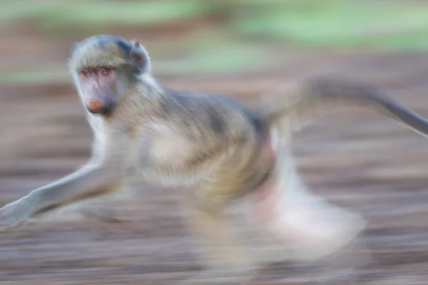 Macaco Bonito Habitat Natural — Fotografia de Stock