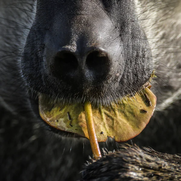 Detail Tilikan Monyet Makan Tanaman — Stok Foto