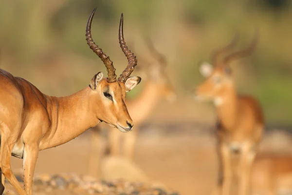 Impalas Mignons Dans Habitat Naturel — Photo