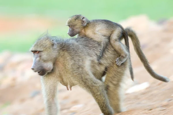 Mother Monkey Baby Back Natural Habitat — Stock Photo, Image