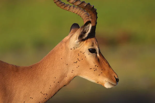 Portret Van Schattige Impala Natuurlijke Habitat — Stockfoto