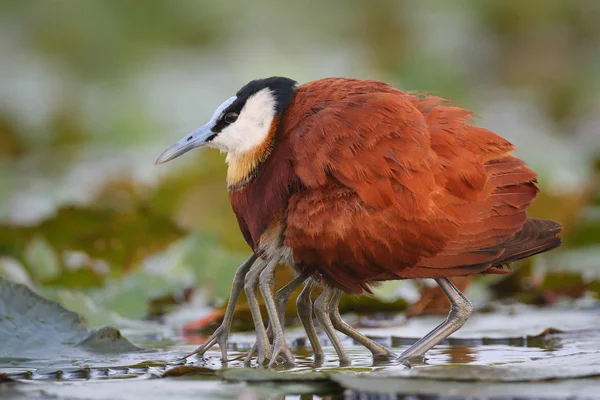 Oiseau Jacana Africain Avec Des Poussins Sur Marais — Photo