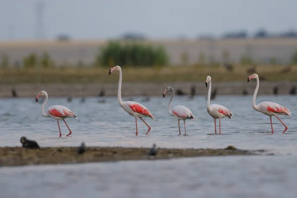 Flamingo Grubunda Büyük Okyanus Haliç — Stok fotoğraf