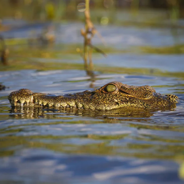 Grande Alligatore Americano Acqua — Foto Stock