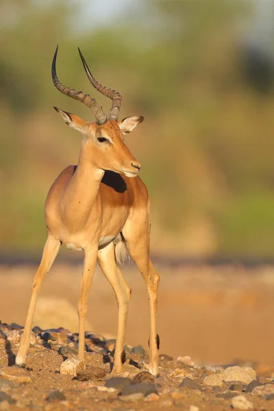 Portrait Cute Impala Natural Habitat — Stock Photo, Image