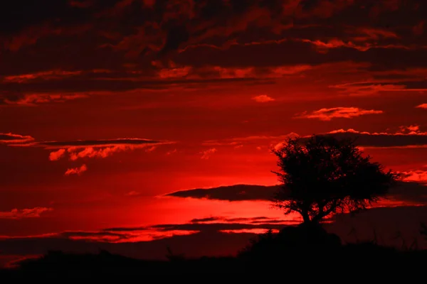 Puesta Sol Roja Con Nubes Árboles Detallados África — Foto de Stock