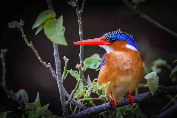 Malakit Kingfisher Naturliga Livsmiljö — Stockfoto